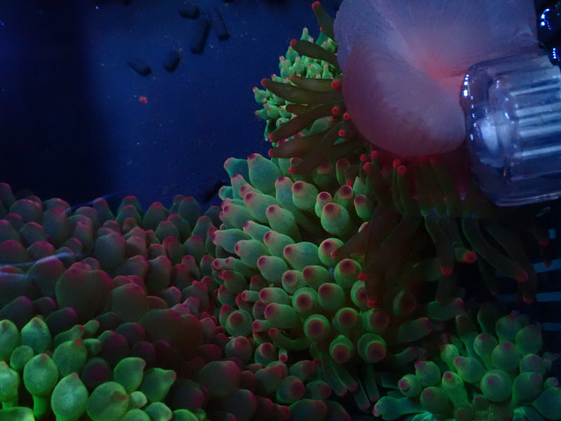 Bubble Tip Anemone small pink tip