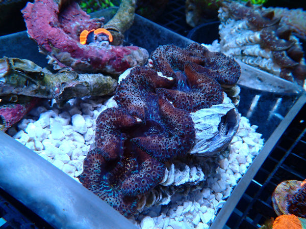 WA Clam 12-14cm