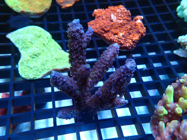 WA Acro small
