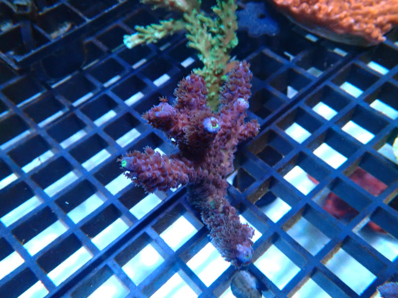 WA Acro small