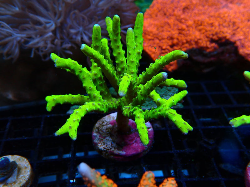 Anacropora Green Goblin mini colony/large frag
