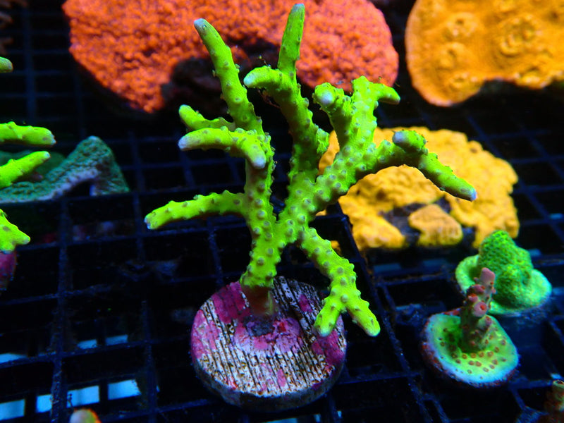 Anacropora Green Goblin mini colony/large frag