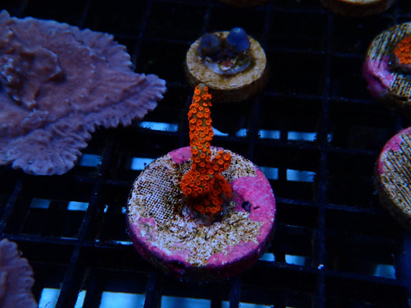 Local Grown FF Digi