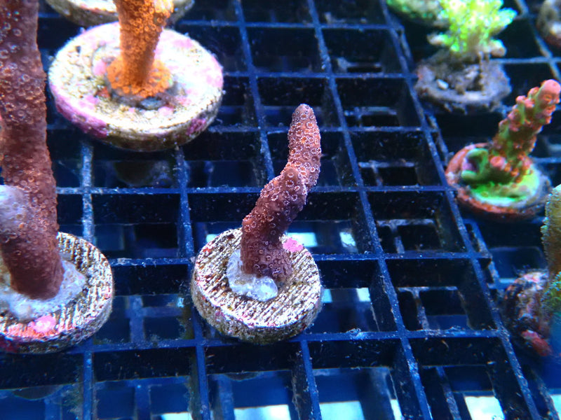 Local Grown Pink Digi Frag