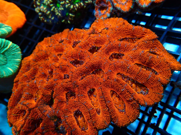 Large Red Acan