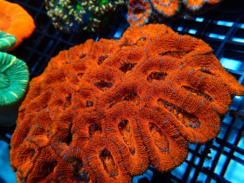 Large Red Acan