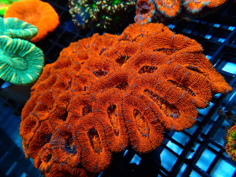 Large Red Acan