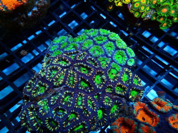 Medium Green Combo Acan