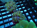 Monsoon Aquatics Bubble Coral Frag