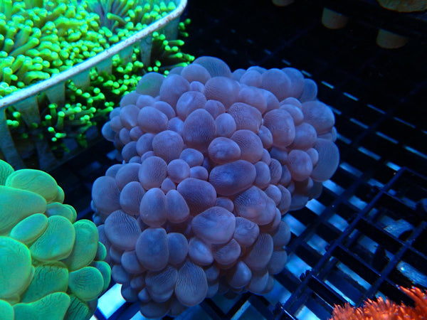 Bubble Coral Medium