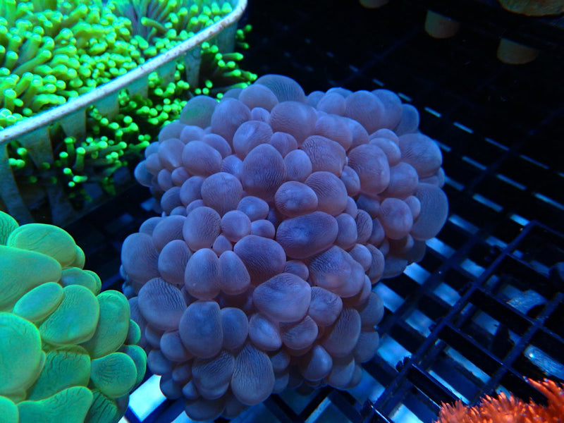 Bubble Coral Medium