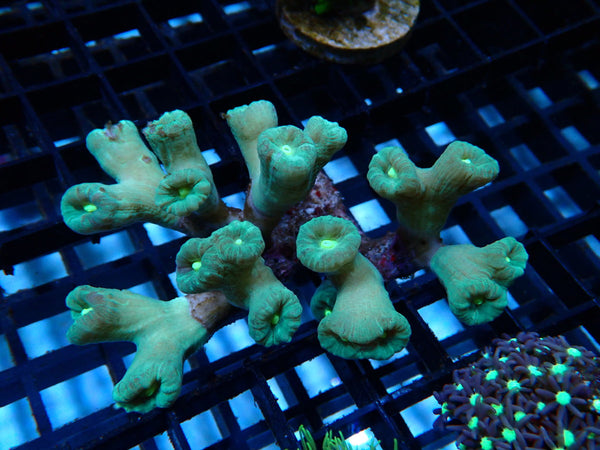 Caulastraea spp Candycane