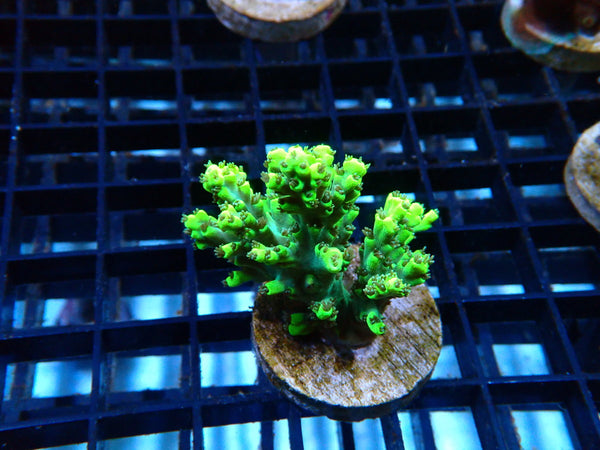 Monsoon Aquatics Acropora Frag