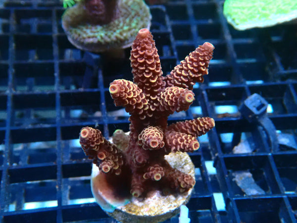 Monsoon Aquatics Acropora Frag