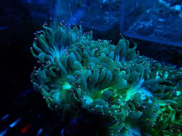 Elegance small-med