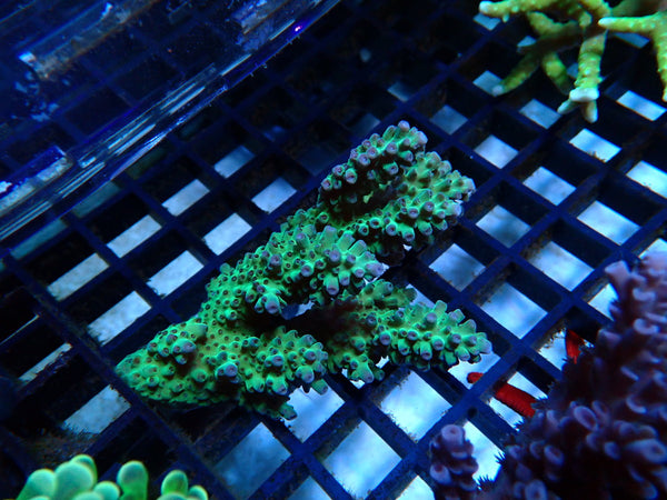 Acro small