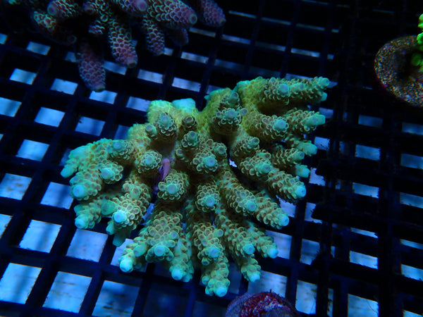 Ultra Acro medium