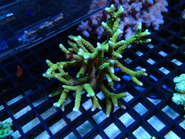 Anacropora