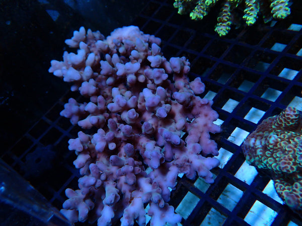 Acropora Medium-large