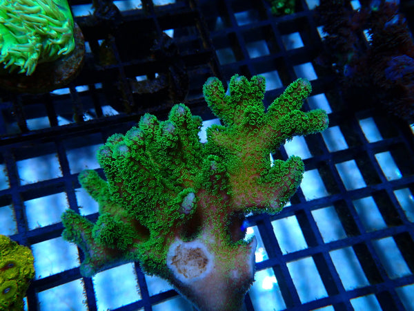 Green Poci small colony