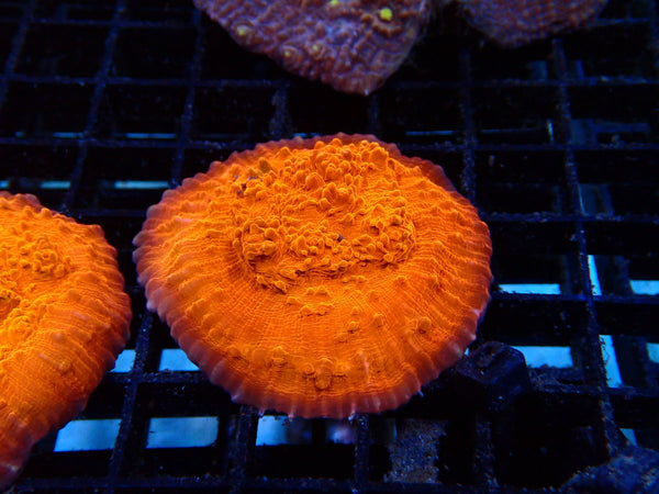 Monsoon Aquatics Oxypora Chalice Orange Frag