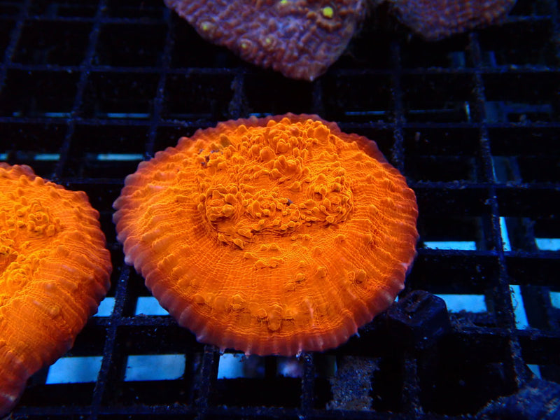 Monsoon Aquatics Oxypora Chalice Orange Frag