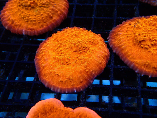 Monsoon Aquatics Oxypora Chalice Orange Frag