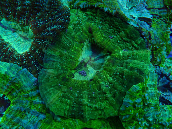 Desh Bright Green Colours