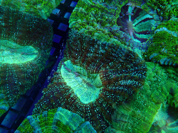 Desh Bright Green Colours