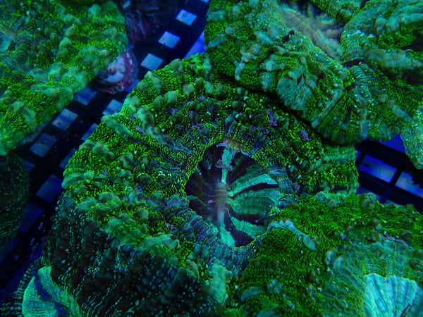 Desh Bright Green Colours