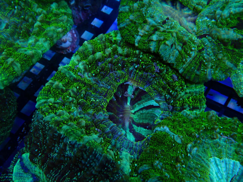 Desh Bright Green Colours