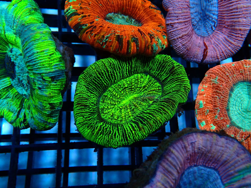 Trachy Green