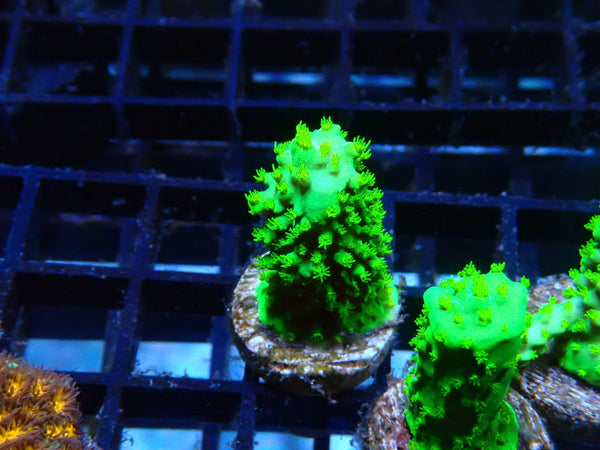 Homegrown Dallas Acro Frag