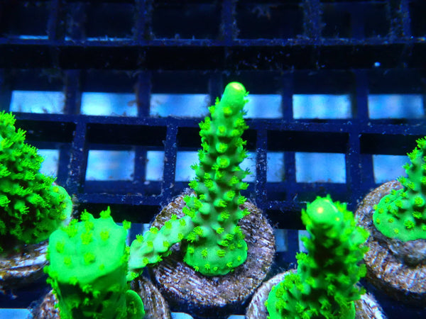 Homegrown Dallas Acro Frag