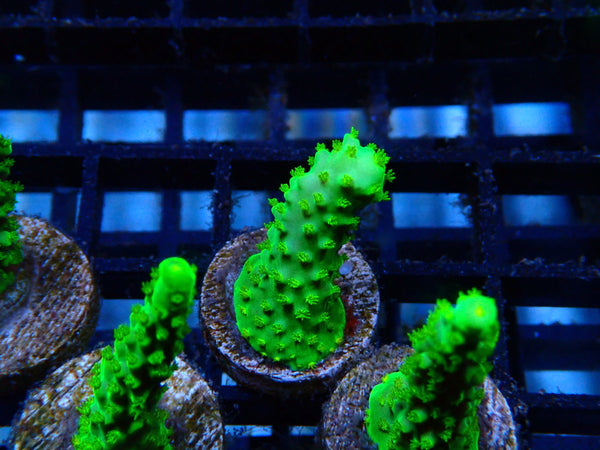 Homegrown Dallas Acro Frag