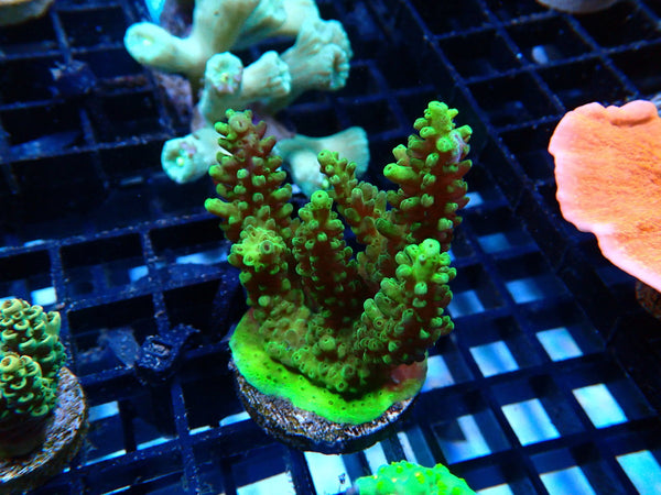 Monsoon Aquatics Acro Frag