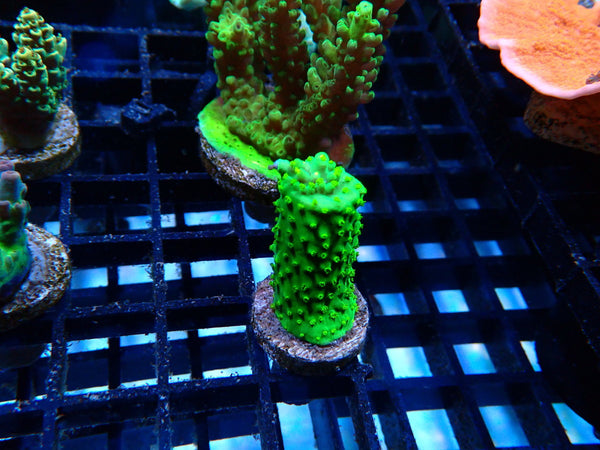 Homegrown Dallas Acro Frag