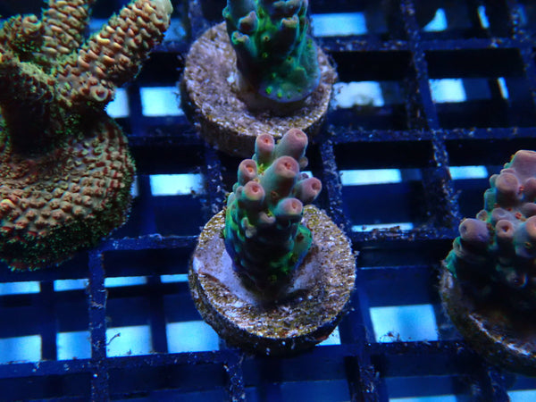 Homegrown Ultra Acro Frag