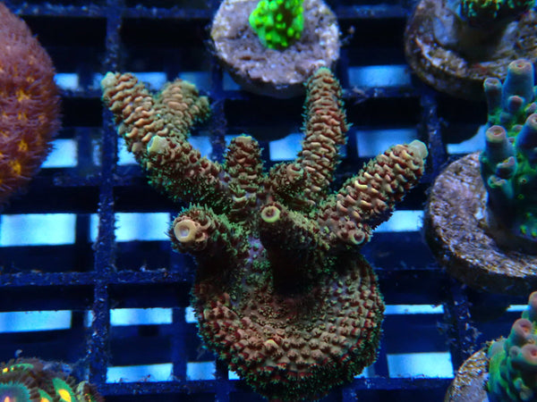 Ultra Acro Frag