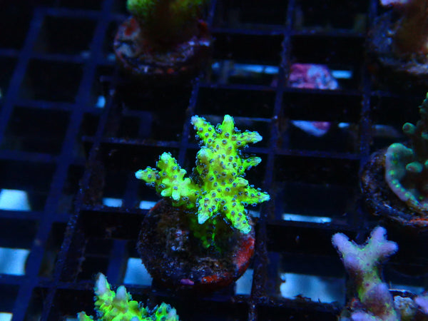 Local Grown Bird of Paradise Frag