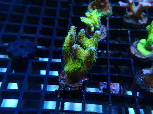 Local Grown Digi Frag