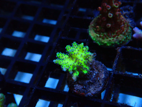 Local Grown Bird of Paradise Frag