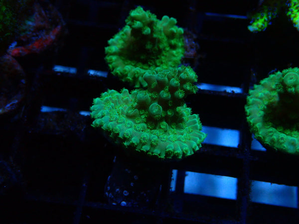 Local Grown Blue/Green Acro Frag