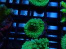 Local Grown Blue/Green Acro Frag