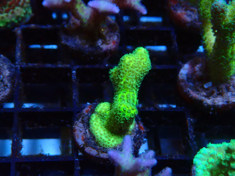 Local Grown Digi Frag
