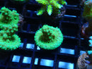 Local Grown Blue/Green Acro Frag