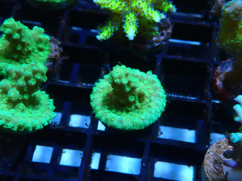 Local Grown Blue/Green Acro Frag