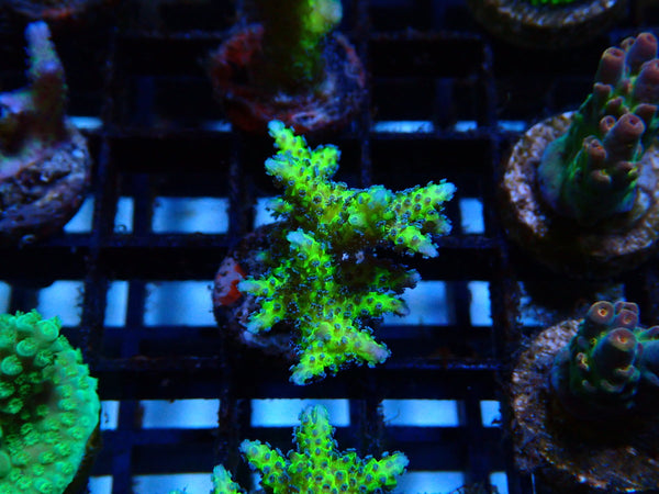 Local Grown Bird of Paradise Frag