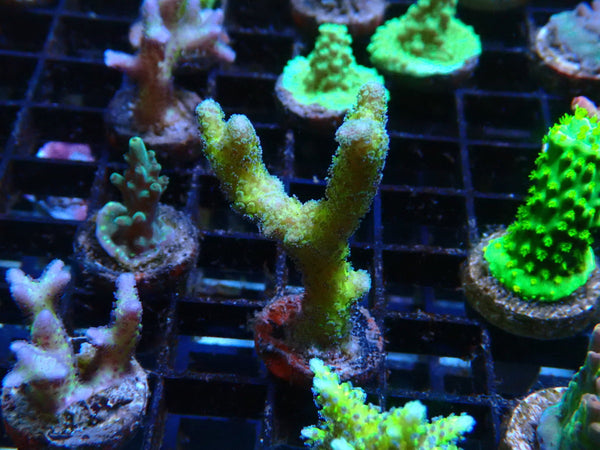 Local Grown Digi Frag