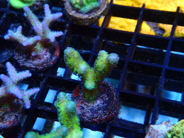 Local Grown Digi Frag